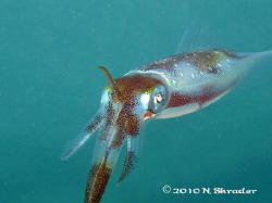 Bigfin squid by Nicole Shrader 